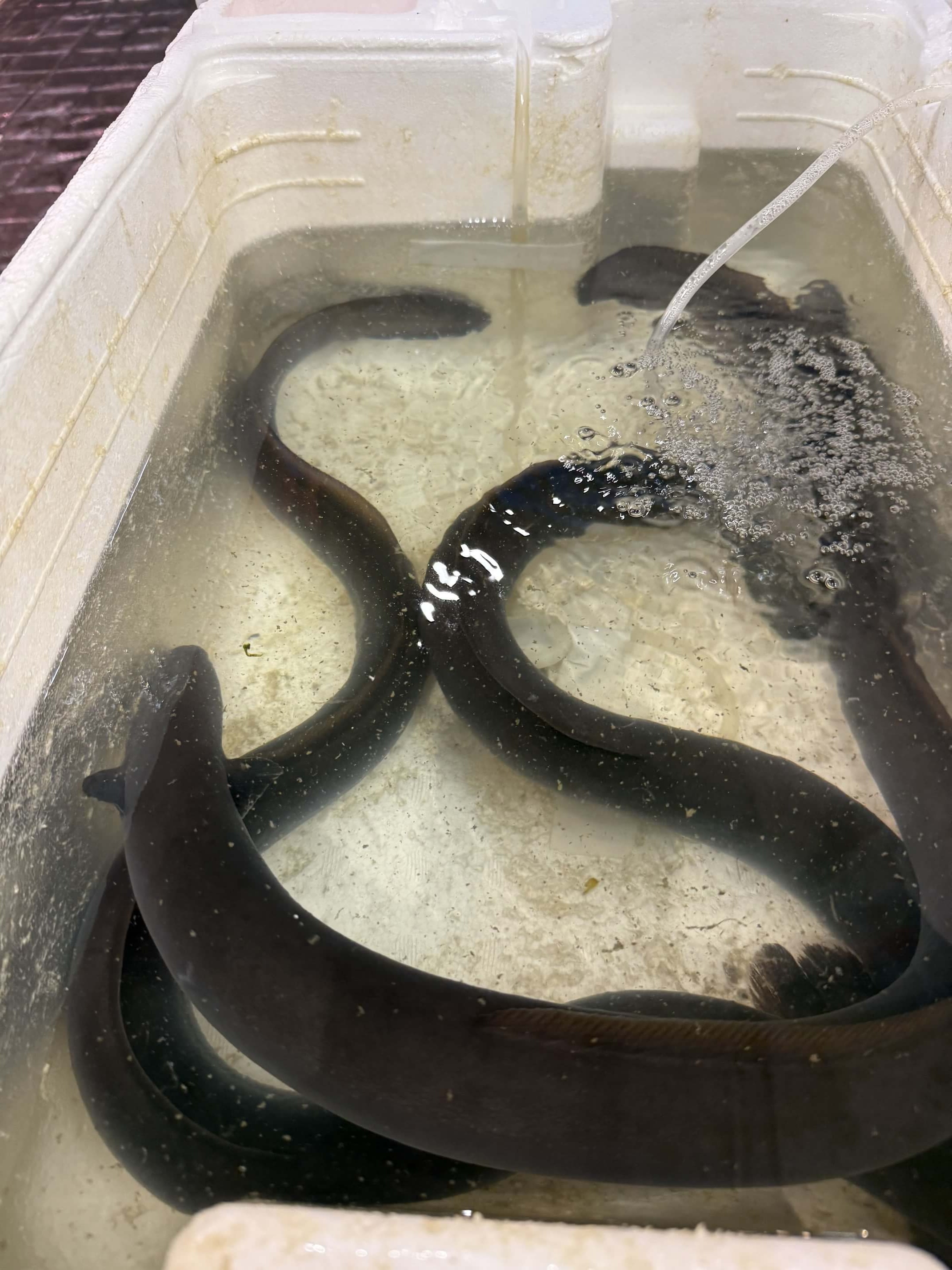 登美粋の生うに